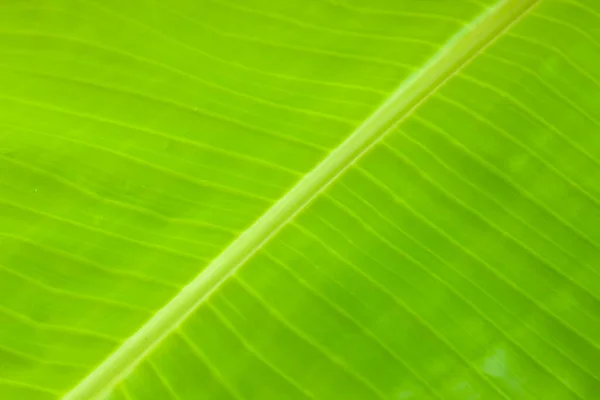 Banánový List Čerstvé Zelené Banánové Listy Texturované Pozadí Které Většinou — Stock fotografie