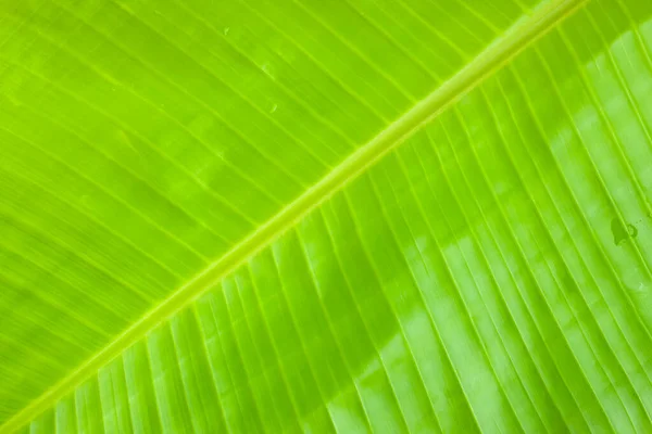 Banánový List Čerstvé Zelené Banánové Listy Texturované Pozadí Které Většinou — Stock fotografie