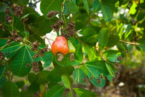 Cashewnoten Boom Gevuld Met Rood Fruit — Stockfoto