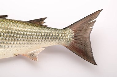 Tatlı su balığı-Rohu ya da Rui kuyruğu, beyaz desenli arka planda yakın ve izole.