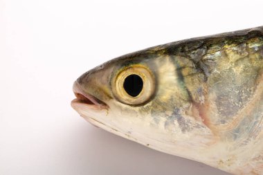 Tatlı su balığı-Rohu veya Rui, beyaz desenli arka planda izole edilmiş.