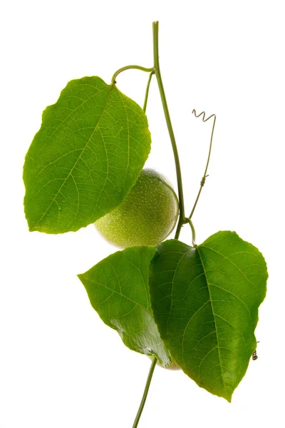 Zelené Vášeň Ovoce Vinné Révě Bílým Pozadím Izolované — Stock fotografie