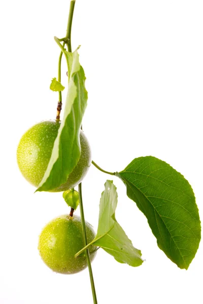 Zelené Vášeň Ovoce Vinné Révě Bílým Pozadím Izolované — Stock fotografie