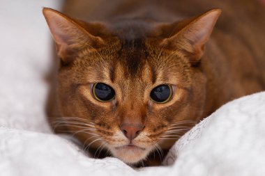 Kahverengi Habeş kedisine yakın çekim