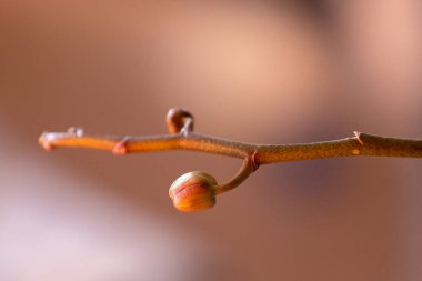 Açılmamış, pembe orkide çiçeği