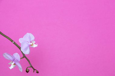 Orkide çiçekli tebrik kartı şablonu