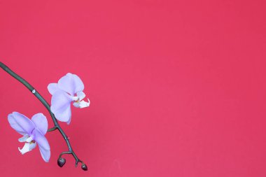 Orkide çiçekli tebrik kartı şablonu