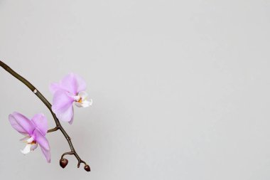 Orkide çiçekli tebrik kartı şablonu