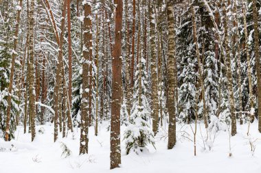 Karlı kışta vahşi orman