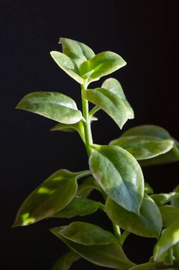 Siyah arkaplanda yeşiller