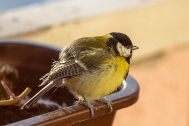tit at the feeder in winter
