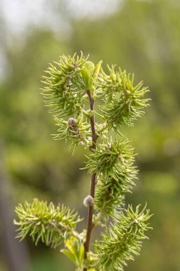 A small butterfly on a red clover