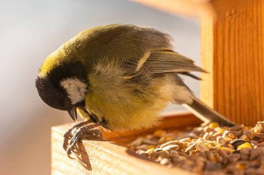 tit in december snow