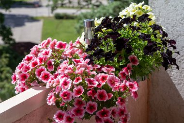 Different flowers on the loggia