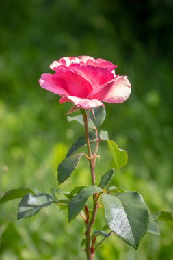 Beautiful red roses in the backyard garden