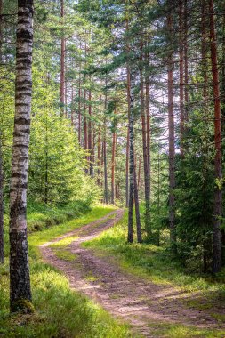 Yollu orman manzarası