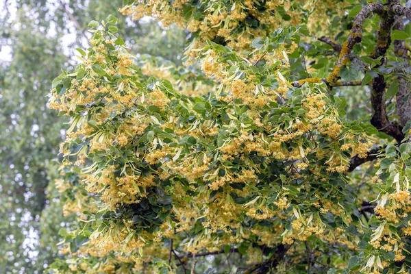 Linden Linden Flowers Spring — Stock Photo, Image