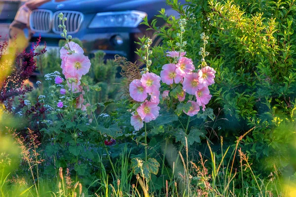 Garten Garten Blumen Und Auto — Stockfoto
