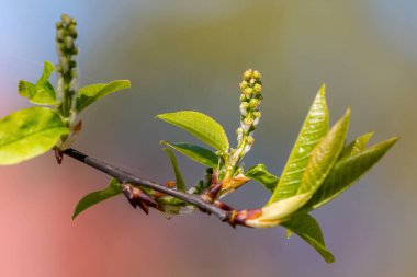 İlkbaharda çiçek açan ağaç dalı