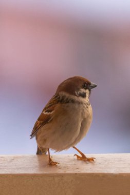 Kışın serçe besleyicide