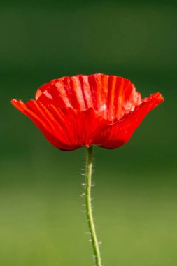 Bahçede haşhaş çiçeği