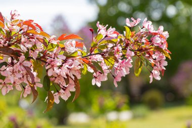Baharda çiçek açan meyve ağacı