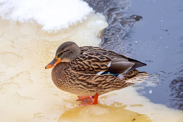 Wild Duck Ice Winter — Stock Photo, Image
