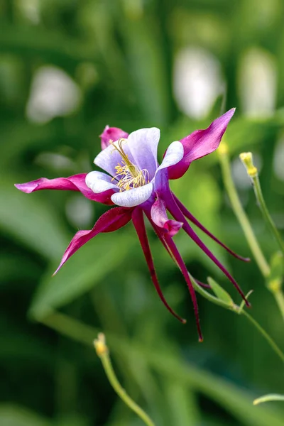 Fleur Dans Jardin — Photo