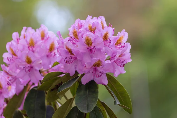Vacker Rosa Rhododendron Blomma — Stockfoto