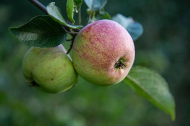 Pembe elmalı yeşil elma dalı