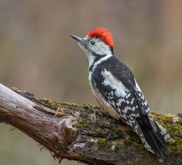 Middle Spotted Woodpecker Sitting Stick — Stock Photo, Image