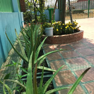 Evimizin önündeki bahçedeki çiçekler.