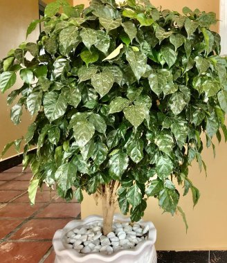 Yeşil ağaç evdeki vazoda yetişiyor.