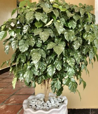 Yeşil ağaç evin ve bahçenin önünde yetişiyor.