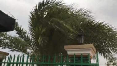 Parm ağacı, rüzgârlı tohumlar.