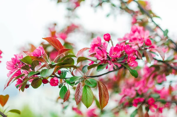 Bulanık arkaplanda kırmızı çiçek