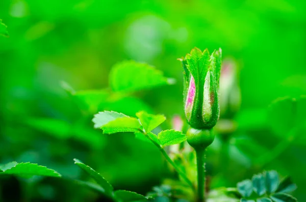 Bud, kireç taşlarının yeşil arka planında güller açıyor. Her zaman güzeldir..