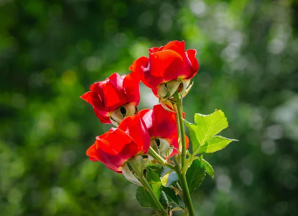 Yeşil orman arka planında kırmızı çalılar güller