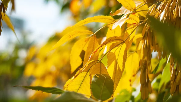 Arkaplan için sarı yapraklar ve mavi gökyüzü