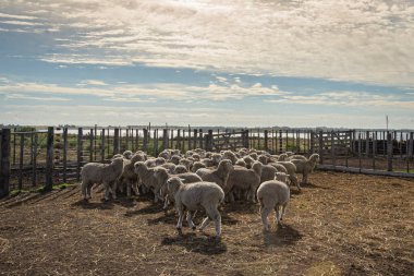 Buenos Aires 'te bir ağılda koyun sürüsü