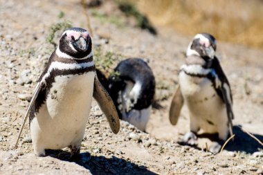 Patagonya 'daki Penguenler Arjantin
