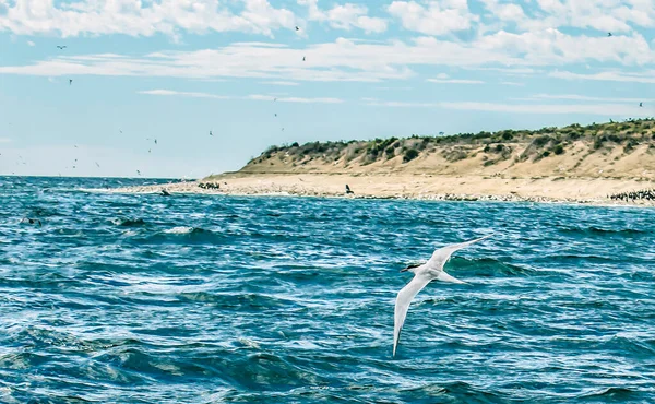 Puerto Madryn açıklarında kıyıya yakın kıyılarda uçan kuşlar avlarını denizde arıyorlar.