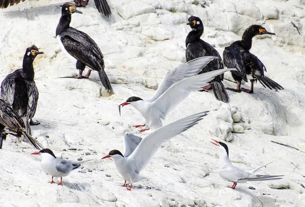 Yavrularını deniz kenarında besleyen bir kuş.