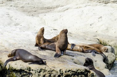 Patagonya kıyılarındaki kayalıklarda bir grup fok balığı Arjantin 'de.