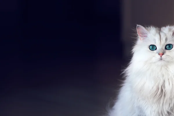 Белая кошка шиншилла на тёмном фоне — стоковое фото