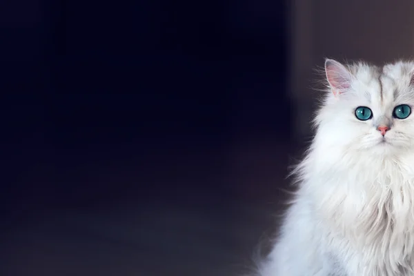 Karanlık bir arka plan üzerinde beyaz kedi chinchilla
