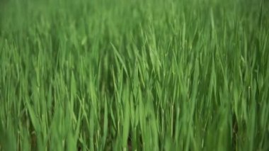 Hareket boyunca çim yeşil