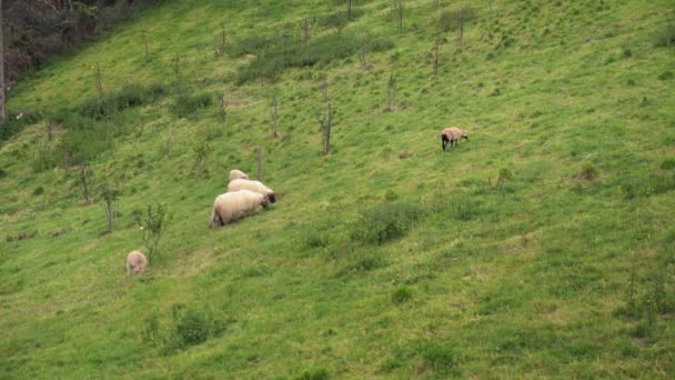 Овцы пасутся на лугу — стоковое видео
