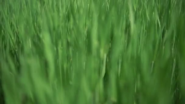 Déplacer le long de l'herbe est vert — Video