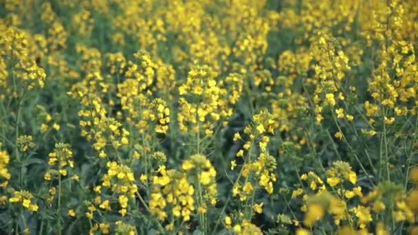 Yellow wildflowers, Flowering rapeseed field — Stock Video